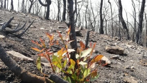 "Bir Fidan Bir Dünya" kampanyası büyüyor