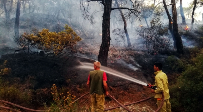 Büyükşehir yangına dirençli yeşil örtü için "orman seferberliği" başlatıyor
