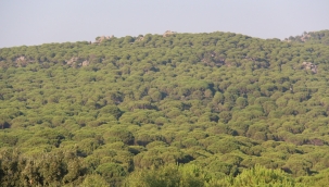 Dikili'deki altın madeniyle ilgili sevindiren karar