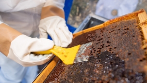 İzmir Büyükşehir Belediyesi Muğla'daki üreticilere omuz veriyor