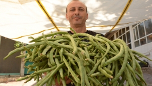 Karakızlar'da "Börülce Festivali" yapılacak