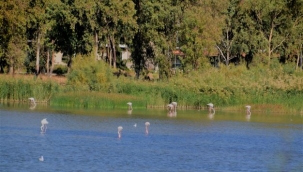 Flamingolar Aliağa'ya güzellik katmaya devam ediyor 