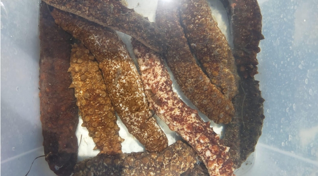 FOÇA KARAKUM SAHİLİNDE TÜRKİYE'DE BİR İLK