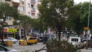 Aliağa'da fırtına nedeniyle ağaç dalı koptu, araç zarar gördü