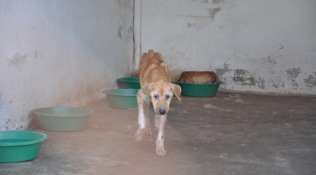 Foça'daki Hayvan Barınağı Perişan Halde
