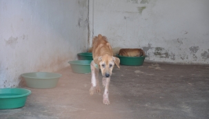 Foça'daki Hayvan Barınağı Perişan Halde