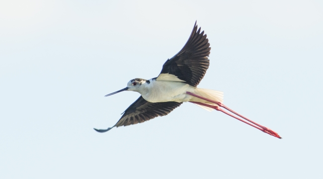 Gediz Deltası: Su kuşlarının vazgeçilmez göç durağı