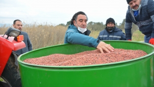Damızlık Koyun Üretim Merkezi İçin Yem Bitkisi Ekildi