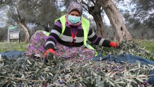 EDREMİT BELEDİYESİ ZEYTİNLERİ HASAT EDİLİYOR