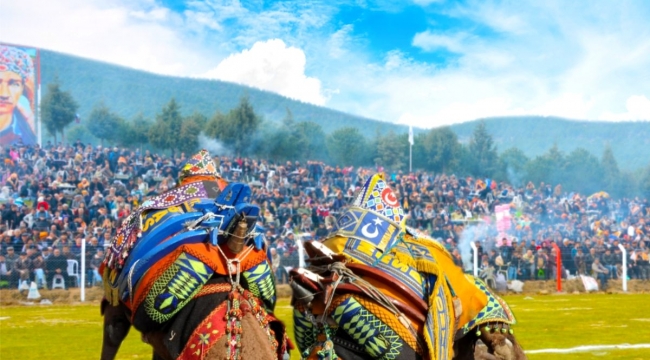 Bölgenin en büyük Deve Güreşi Festivali 6 Şubat'ta Torbalı'da