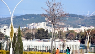 Aliağa'yı Pavlonya Ağaçları Süsleyecek
