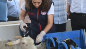 Aliağa'da Yavru Ölümlerine Karşı Aşı Kampanyası Başladı