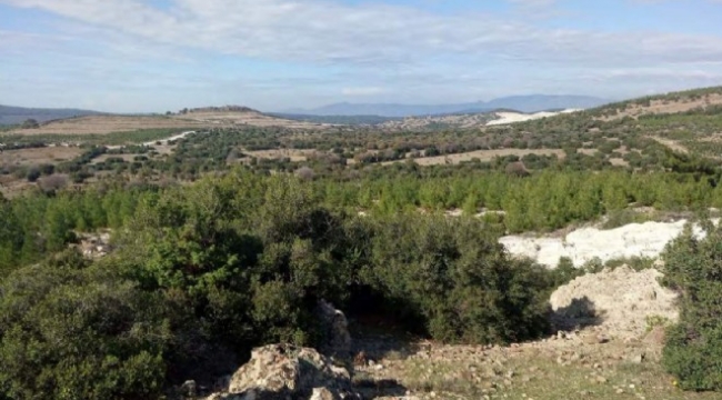 Bergama'da perlit ocağı için binlerce ağaç kesilecek!