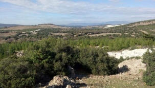 Bergama'da perlit ocağı için binlerce ağaç kesilecek!