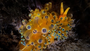 İzmir Körfezi'nde bir ilk