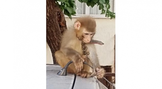 Başıboş gezen maymun koruma altına alındı