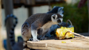 Doğal Yaşam Parkı'nda iştah açan buzlu menü