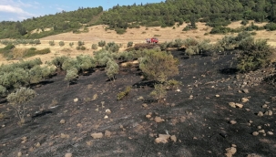 İzmir'de orman ekiplerin erken müdahalesiyle bir orman yanmaktan kurtuldu.