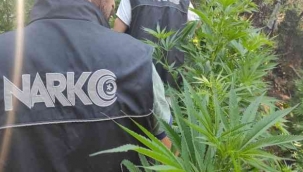 İzmir'de uyuşturucu tacirlerinin tarlasına baskın