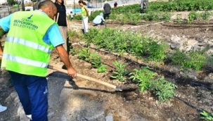 Kadifekale Mahalle Bostanı'nda ilk ürün sevinci