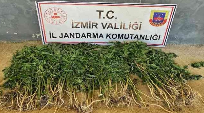 İzmir'in 9 ilçesinde uyuşturucu operasyonları: 26 gözaltı
