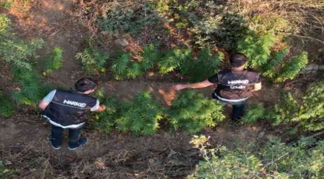 Ödemiş'te bir araziye ekilen Hint keneviri dron ile tespit edildi