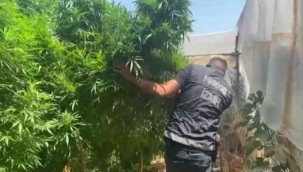 Zehir tarlasına polis baskını: 4 metrelik kenevirler yakalandı