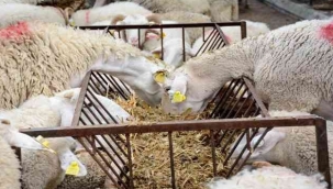 İzmir Büyükşehir Belediyesinden 34 üreticiye daha hayvan desteği