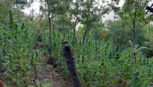 İzmir'in 4 ilçesinde zehir baskını: 14 gözaltı