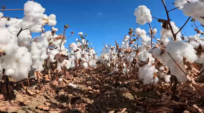 Kınık Bakırçay Ovası'nda "Beyaz Altın" Zamanı
