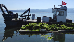 Körfez'de oluşan deniz marulları temizleniyor