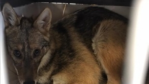 Kaza geçiren çakal ameliyat edildi