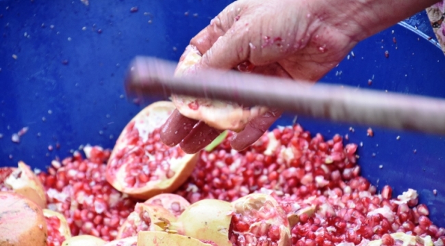 Narıyla Meşhur Çıtak köyünde hasat bitti, Nar ekşisi yapımı başladı. 