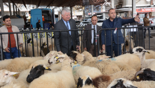 Torbalı'daki 59 üreticiye 214 küçükbaş desteği