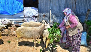 Umut sürüsü büyüyor