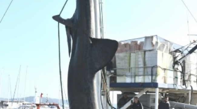 2 Tonluk Köpekbalığı İKÇÜ'ye Getirildi