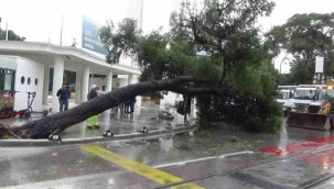 Kültürpark önündeki ağaç bir anda devrildi