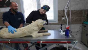 Menemen Belediyesi depremzede can dostlara sahip çıktı