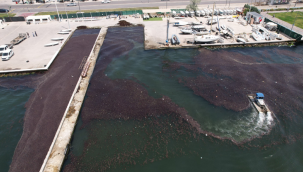 Bostanlı sahilinde deniz marulu temizliği