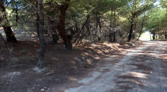İzmir'de ormanlara giriş yasaklandı