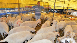 İzmir Kurban Bayramı'na hazır