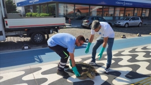 Körfez'de yaralı "Caretta Caretta" bulundu