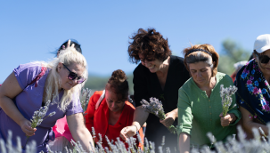 İmece usulü lavanta hasadında dayanışma örneği