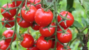 Rusya'ya domates ihracatında kota 500 bin tona çıktı