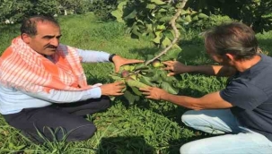 Taze incir ihracatı başladı