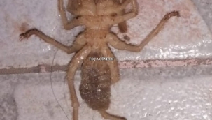 Foçada Sarıkız Örümceği Tedirginliği 