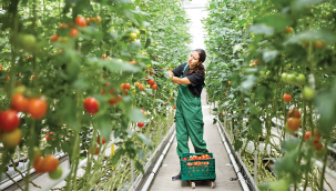 Ağrı'da Domates, Van'da Muz, Erzurum'da Çilek İmkânsız Değil