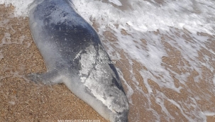 Foça Sahilinde Ölü Akdeniz Foku Bulundu