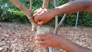 Muğla ilk sakızlarını verdi