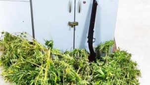 Uyuşturucu yetiştirip satan baba-oğul, polisin takibinden kaçamadı